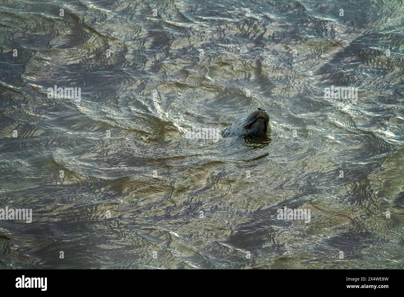 Inselrobbe (Phoca vitulina kurilensis) seltene Unterarten im Okhotskischen Meer. Ichthyophagöse Säugetiere als Meeresbiota-Top. Kolyma Stockfoto