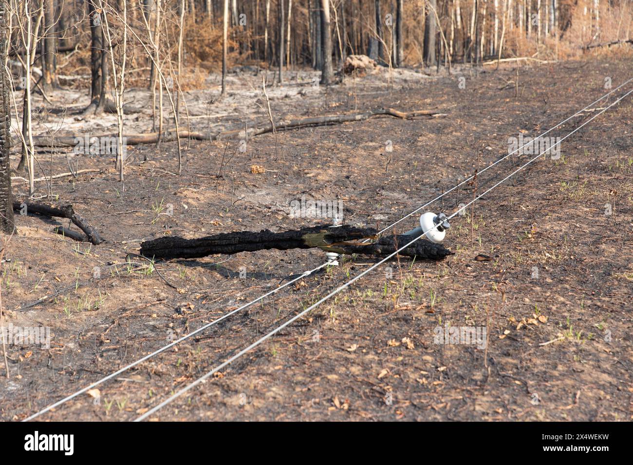 Verbrannter Strommast vom Lauffeuer entlang des Highway 1, in der Nähe der Gemeinde Enterprise, Northwest Territories, Kanada. Über 4 Millionen Hektar brannten 2023 ab. Stockfoto
