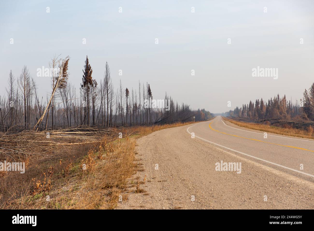 Verbrannte Bäume entlang des Highway 3 in Richtung Yellowknife, Northwest Territories, Kanada, nach einer dreiwöchigen Evakuierung eines Waldbrands. Stockfoto