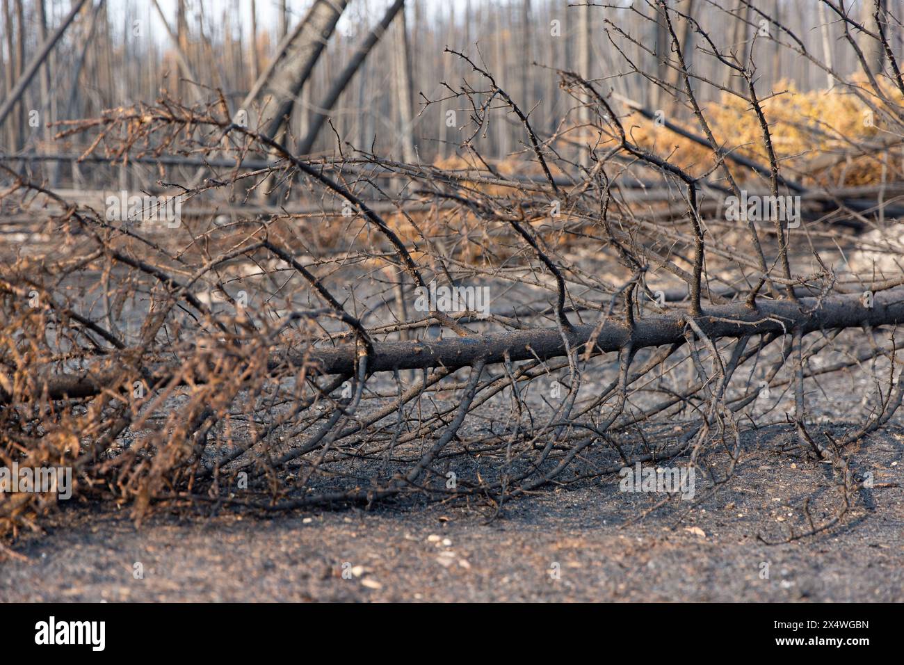 Verbrannte Bäume und Asche von Waldbränden entlang des Highway 3, der nach Yellowknife, Nordwest Territories, Kanada führt. Über 4 Millionen Hektar brannten 2023 ab. Stockfoto