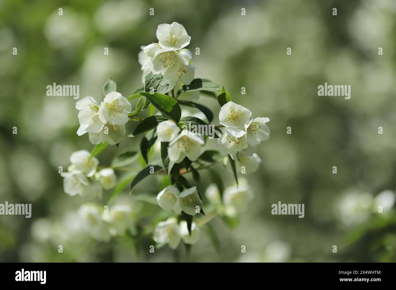 Süßes Mock-Orange (Philadelphus coronarius) Stockfoto