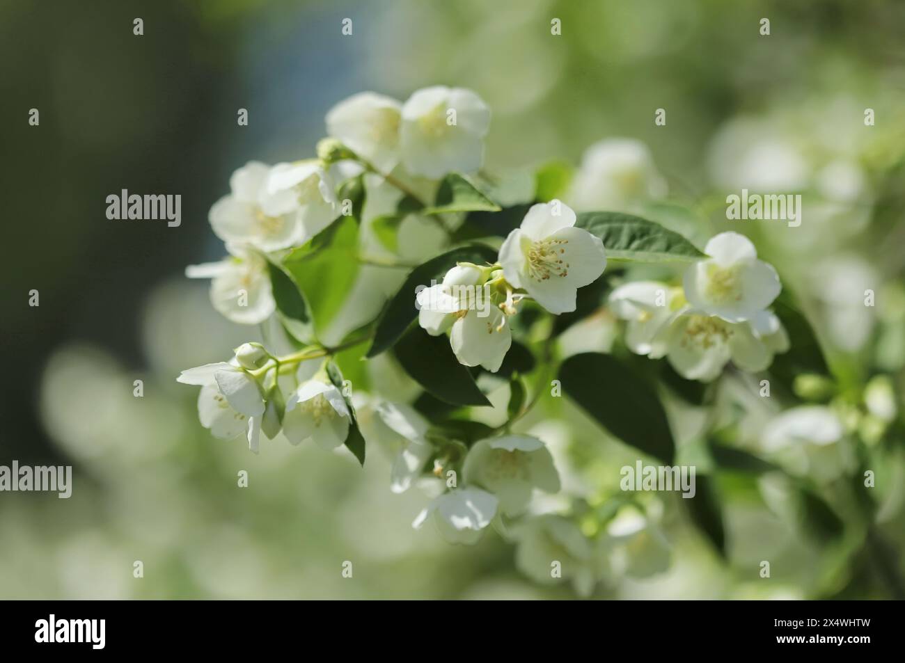 Süßes Mock-Orange (Philadelphus coronarius) Stockfoto