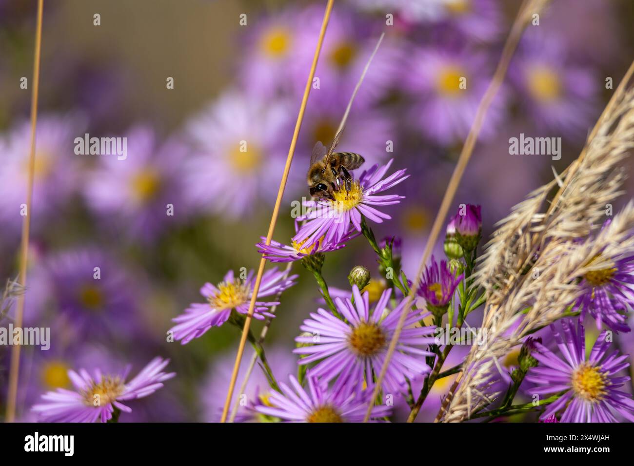 Honigbiene sammelt Nektar aus violetten Astern im Garten Stockfoto