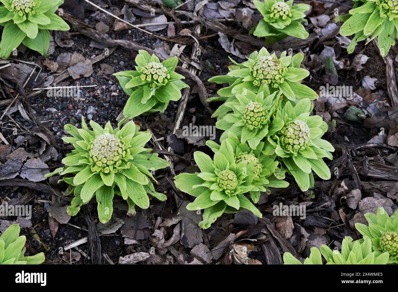 Japanische Butterbur Pflanze im Frühling im Garten Stockfoto