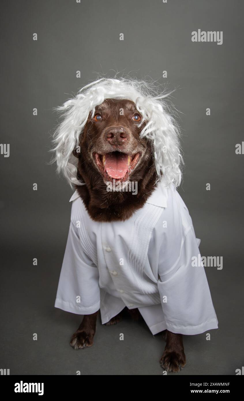 Porträt eines Schokoladen-amerikanischen Labrador-Retrievers, der eine weiße Perücke eines verrückten Wissenschaftlers trägt Stockfoto