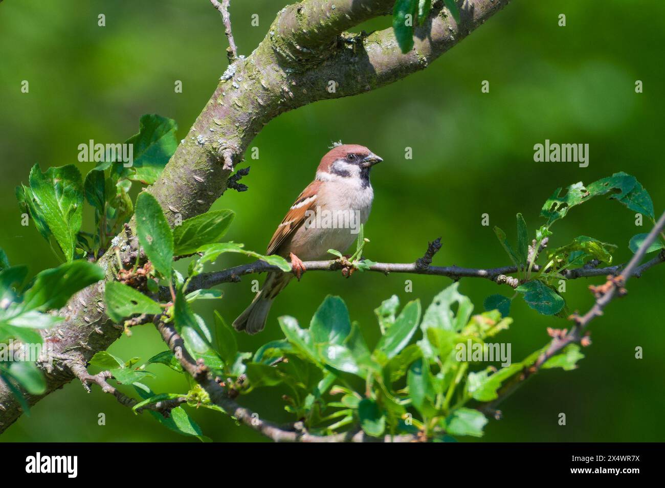 Passer montanus alias eurasischer Baumsperling, der auf dem Baum thront. Stockfoto