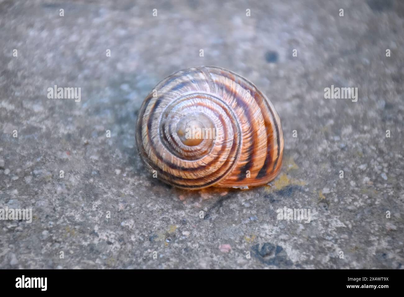 7/8 Bild einer Person, die einen Mond Schnecke gegen einen Strand Horizont Stockfoto