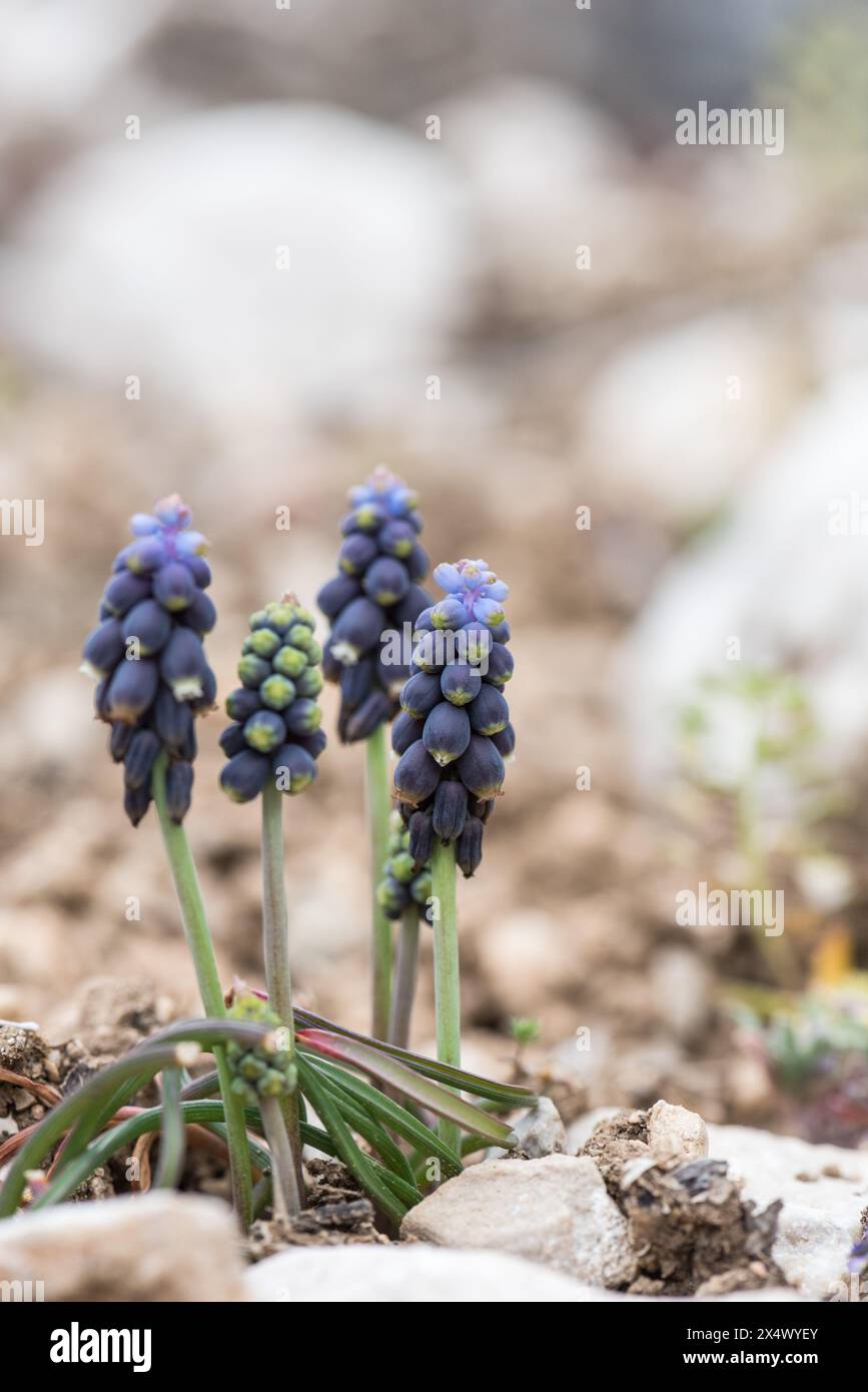Blumen von Muscari neglectum auf Ak Dagi, Kas, Türkei Stockfoto