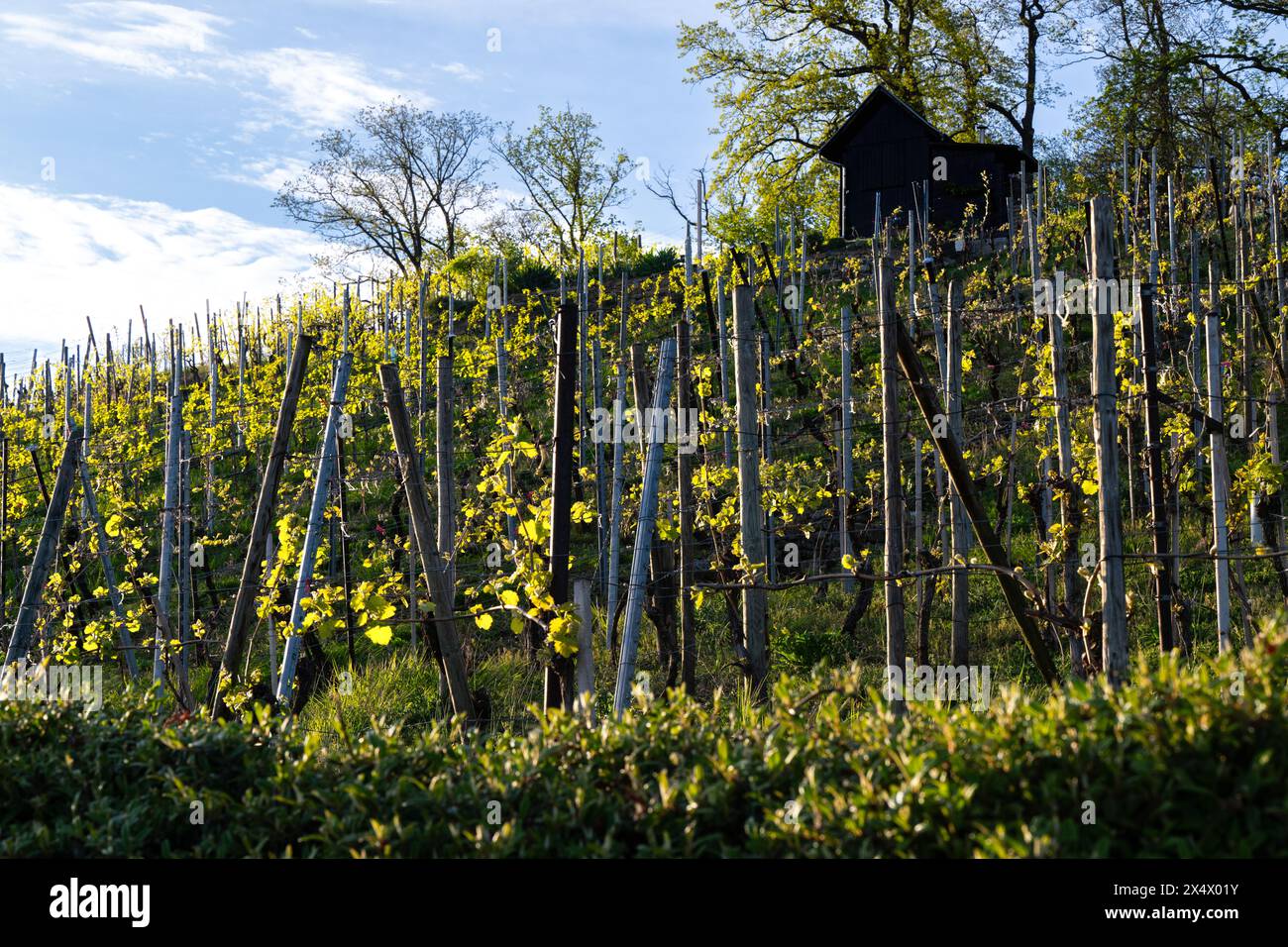 Weinberg im Frühjahr: Erste Blätter auf Reben und Bäumen. Stockfoto