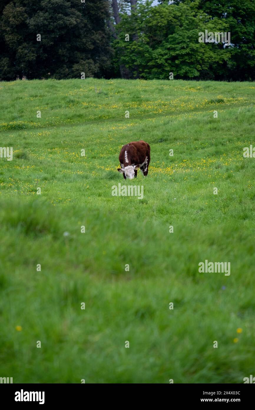 Bullen, die in Castle Meadows, Wallingford, Oxfordshire weiden. Stockfoto