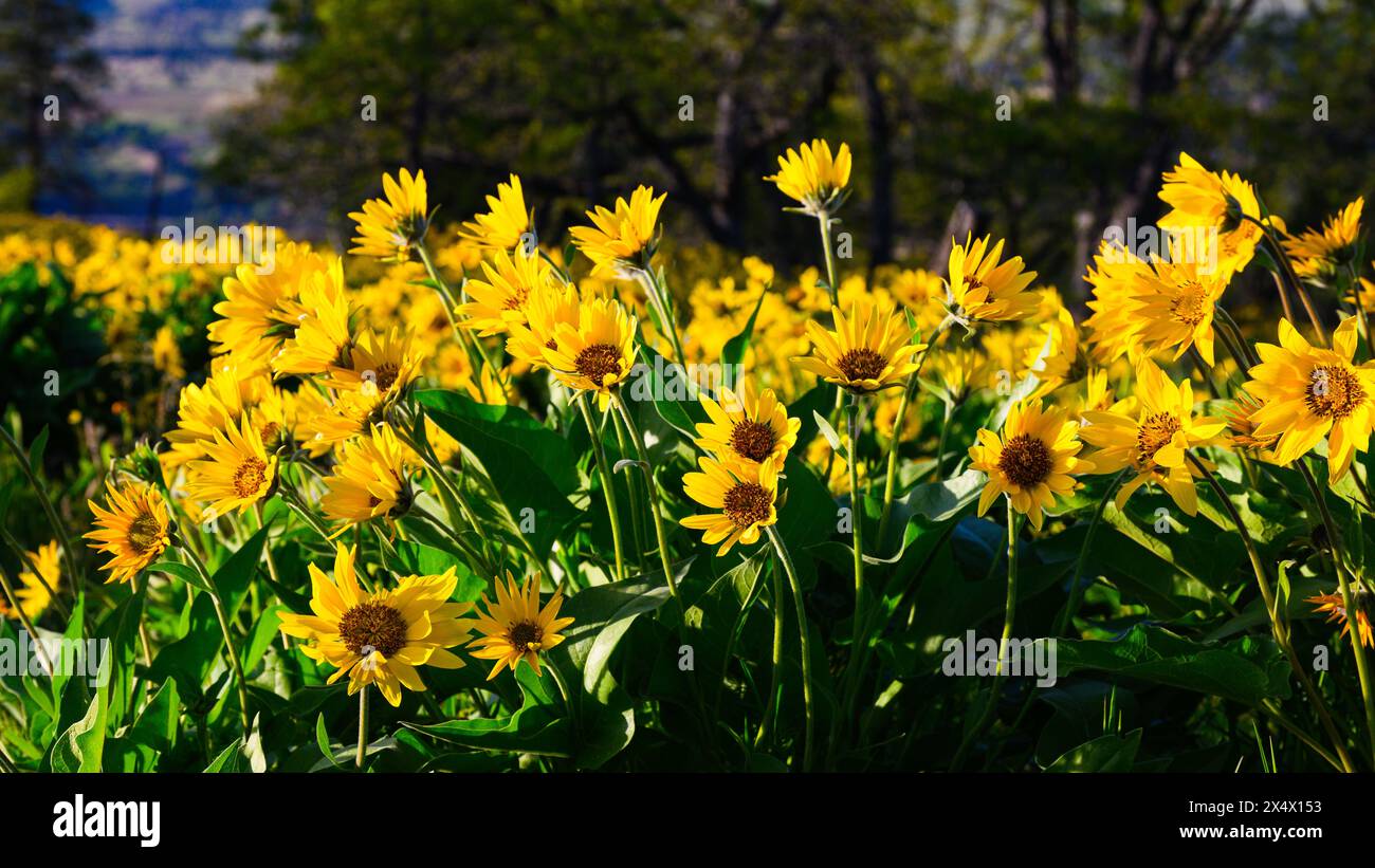 Große Gruppe von Pfeilblättern Balsamwurzel in der Columbia Gorge im Frühjahr Stockfoto