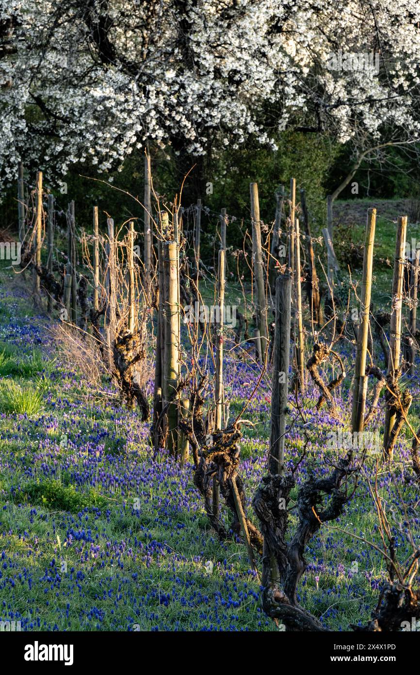 Reben und blühende Traubenhyazinthen im Frühjahr Stockfoto