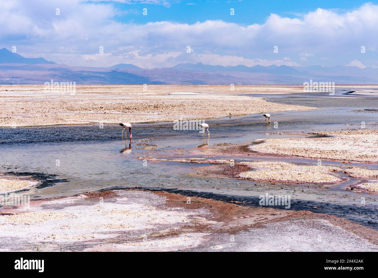 Laguna Chaxa (Chaxa Lagune), San Pedro de Atacama, Region Antofagasta, Chile. Stockfoto