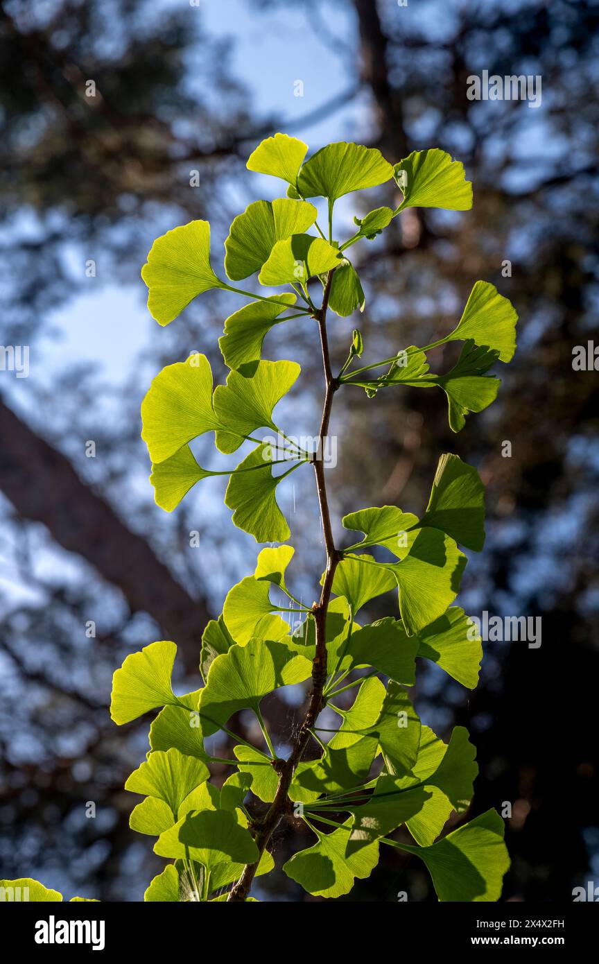 Ginkgo biloba, auch bekannt als Ginkgo oder Gingko grün, hinterlässt die Sonne. Stockfoto