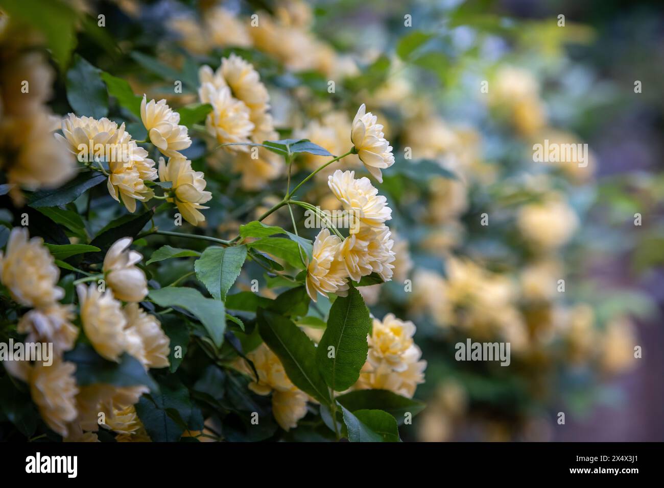 Eine Fülle von hübschen Rosen, die im Frühjahr blühen, mit geringer Schärfentiefe Stockfoto