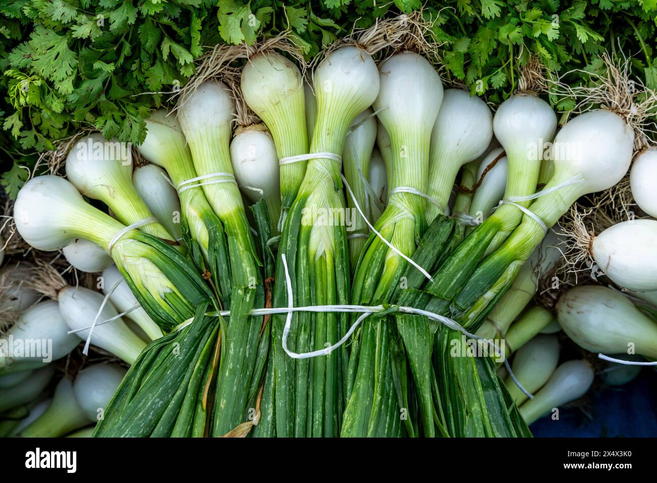 Frühlingszwiebeln Zum Verkauf Auf Dem La Vega Central Market, Santiago, Chile. Stockfoto