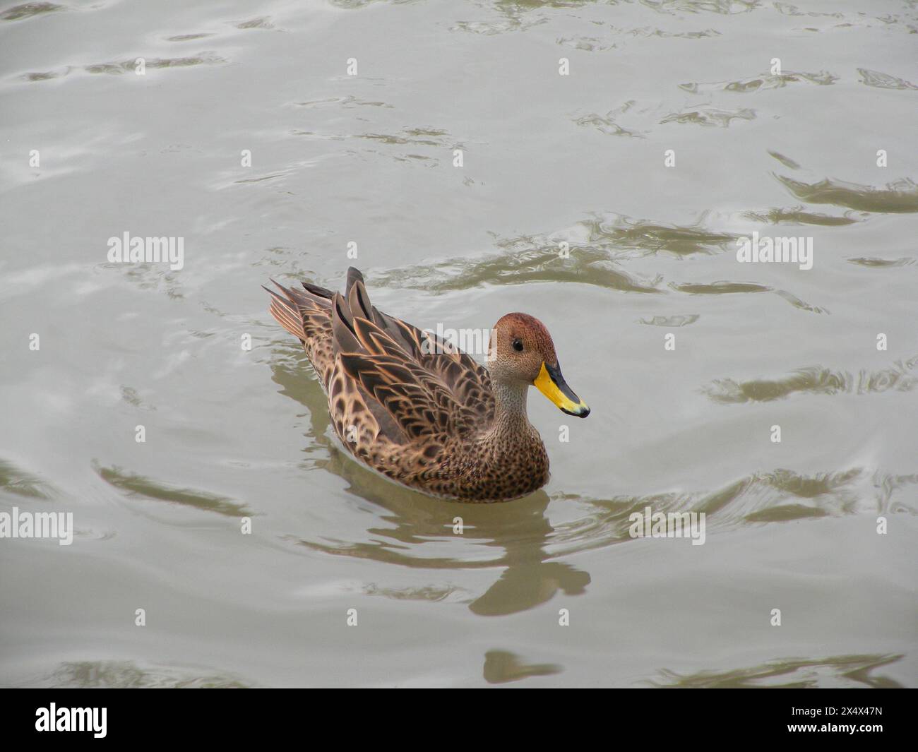 Schöne junge Ente, die im See schwimmt Stockfoto