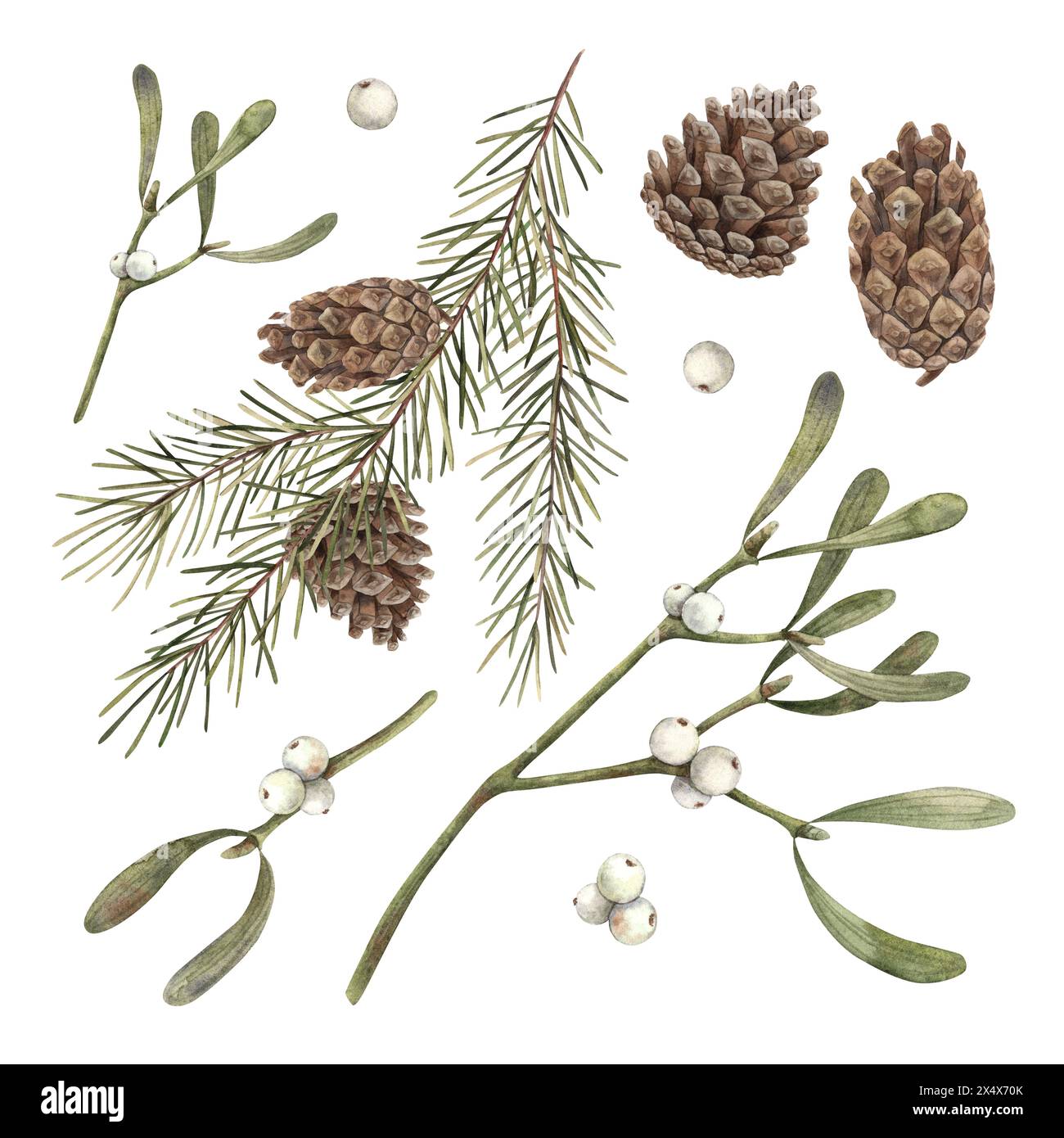 Tannenzweige, Tannenzapfen und Mistel, Weihnachtsset botanischer Illustrationen mit Aquarellen auf isoliertem Hintergrund. Zeichnung für Weihnachten und Neujahr Stockfoto
