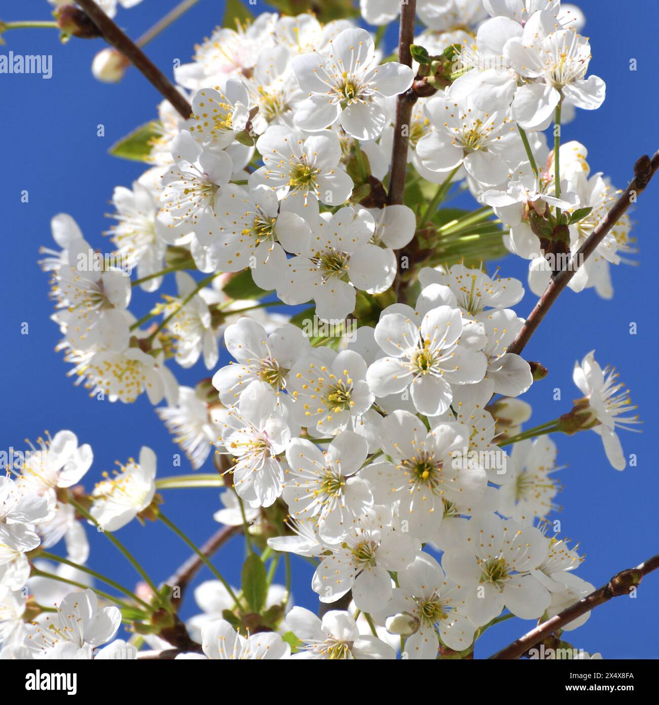 Ein Zweig weißer Kirschblüten vor einem blauen Himmel Stockfoto