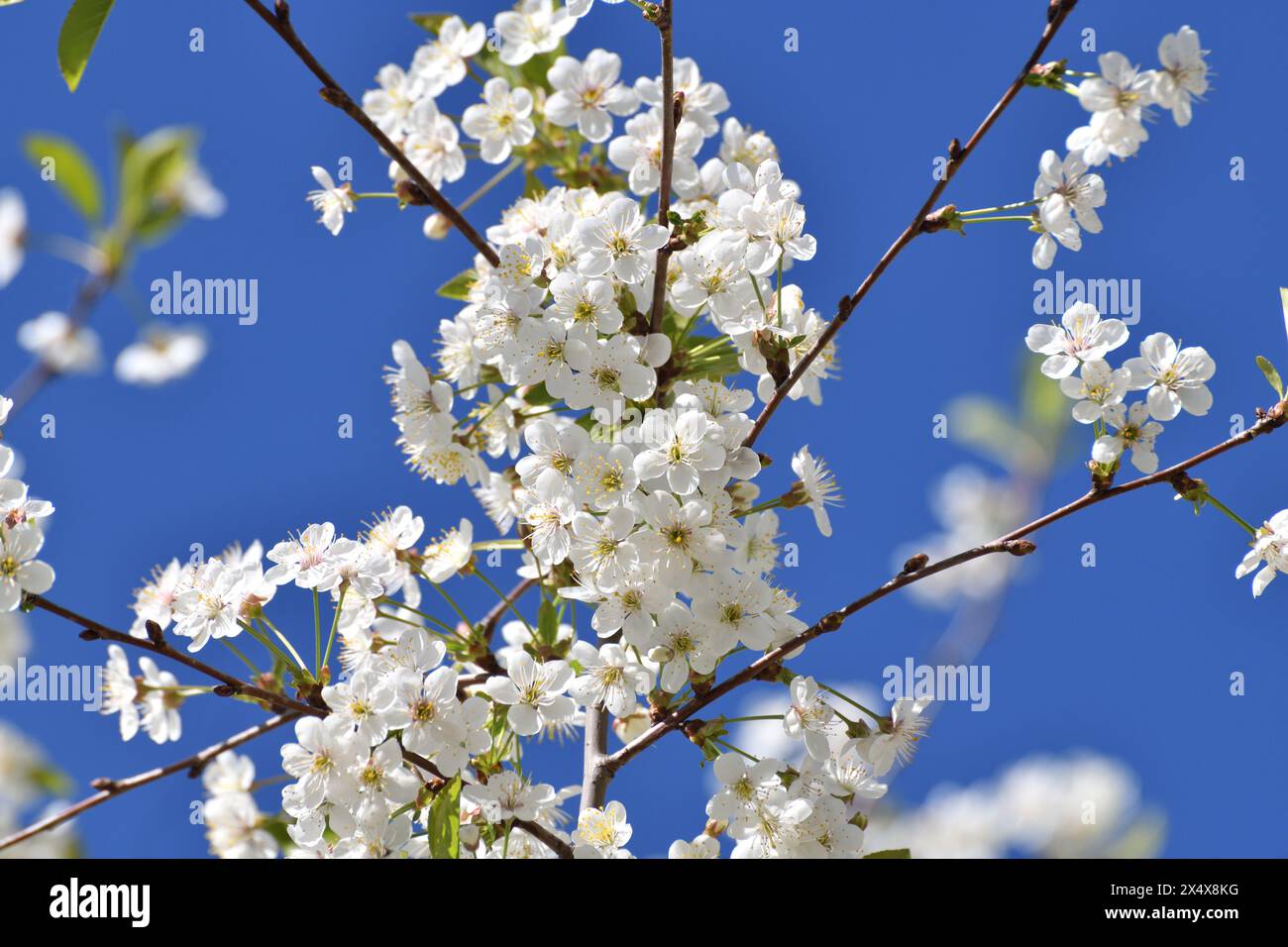 Ein Zweig weißer Kirschblüten vor einem blauen Himmel Stockfoto