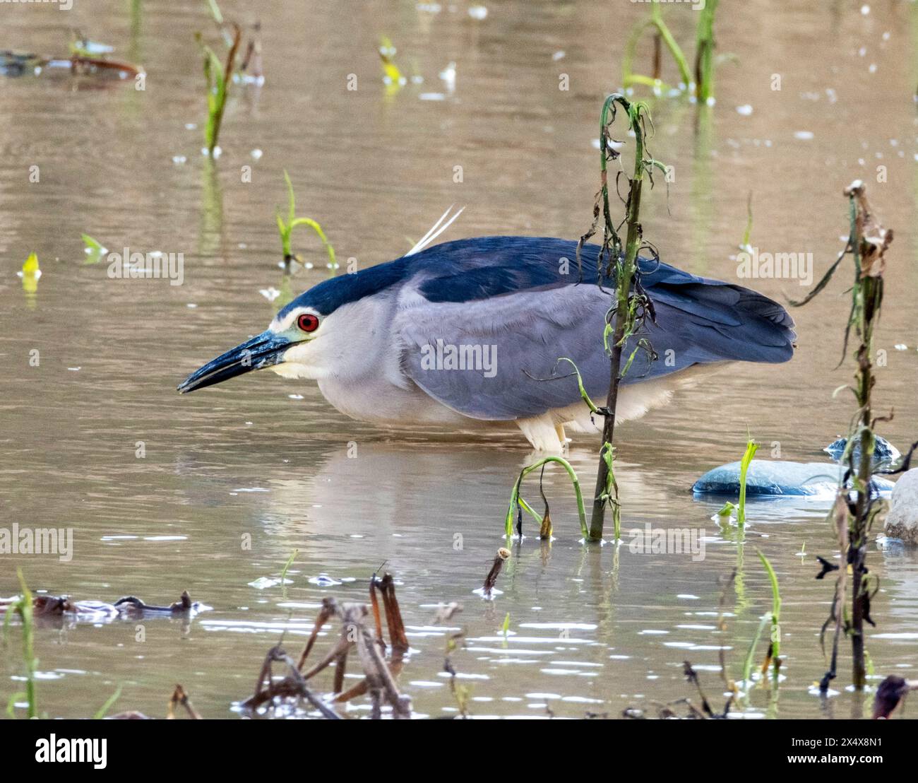 Schwarzgekrönter Nachtreiher (Nycticorax nycticorax) Agia Varvara, Zypern. Stockfoto