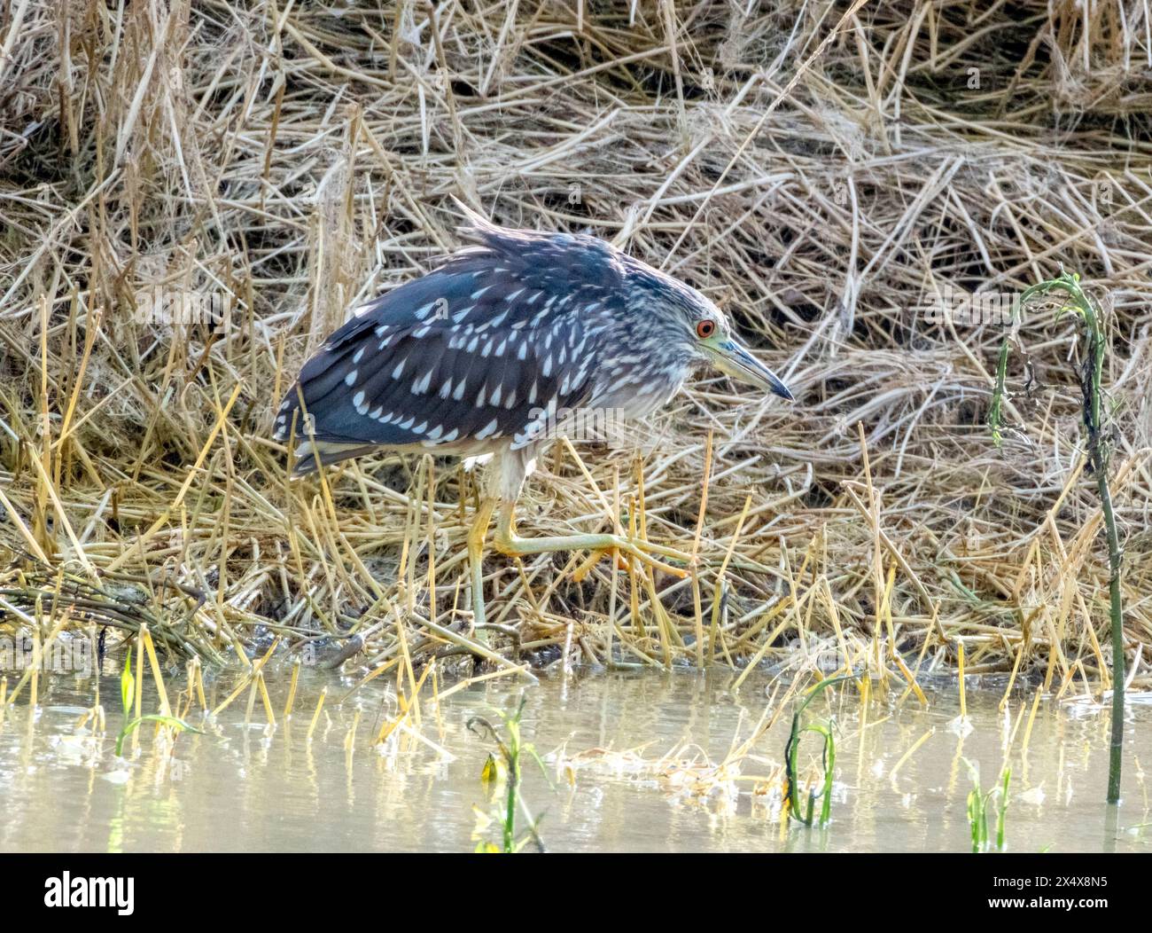 Juveniler Schwarzkronen-Nachtreiher (Nycticorax nycticorax) Agia Varvara, Zypern. Stockfoto