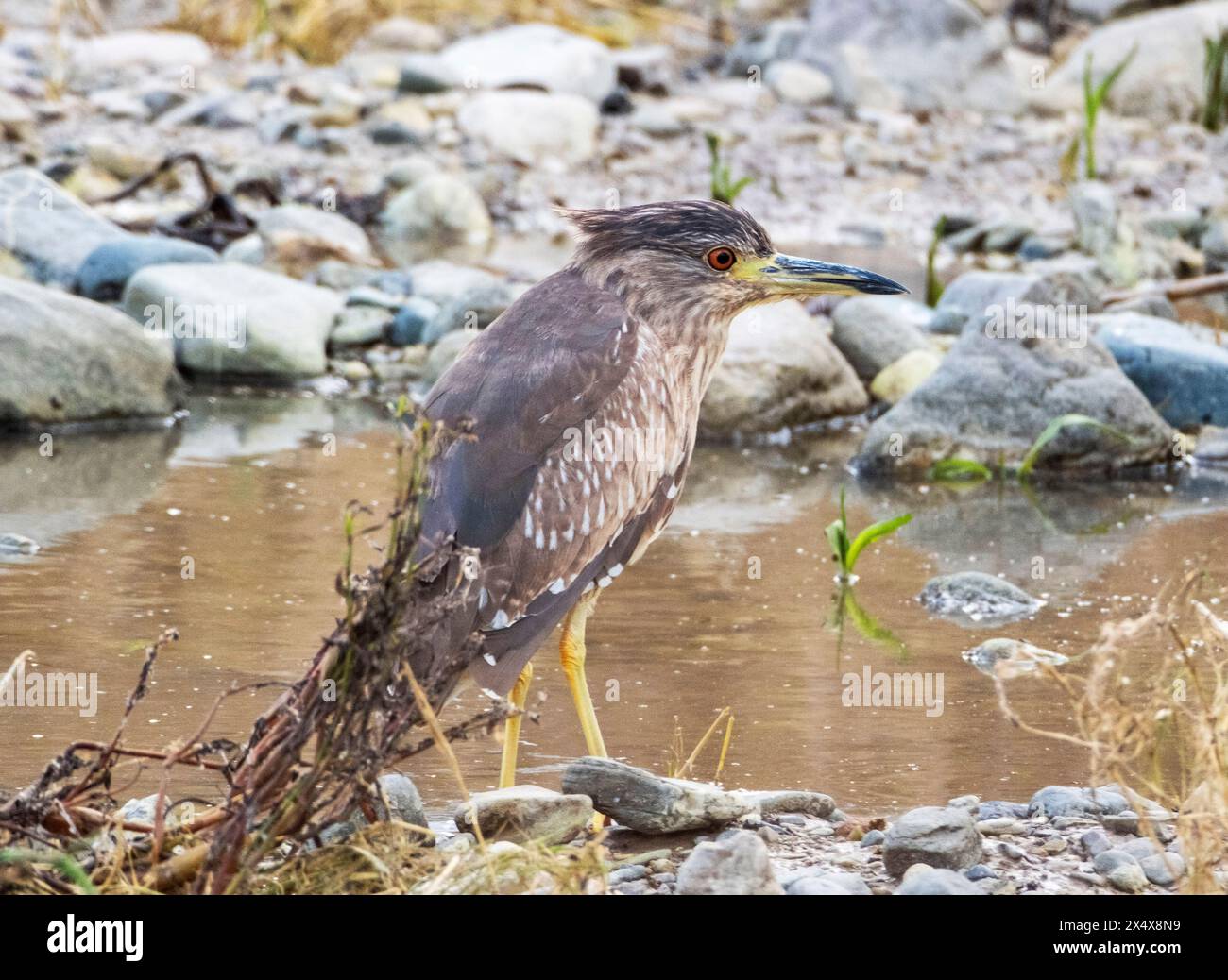 Juveniler Schwarzkronen-Nachtreiher (Nycticorax nycticorax) Agia Varvara, Zypern. Stockfoto