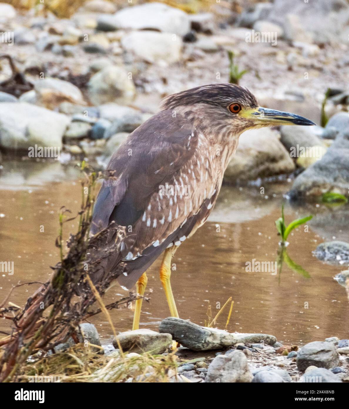 Juveniler Schwarzkronen-Nachtreiher (Nycticorax nycticorax) Agia Varvara, Zypern. Stockfoto