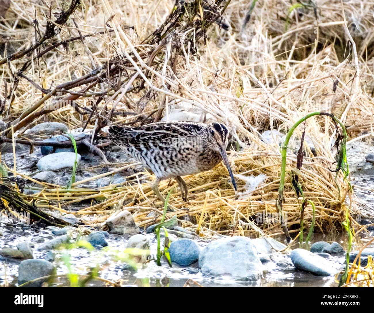 The Great Snipe (Gallinago Media) Agia Varvara, Zypern Stockfoto