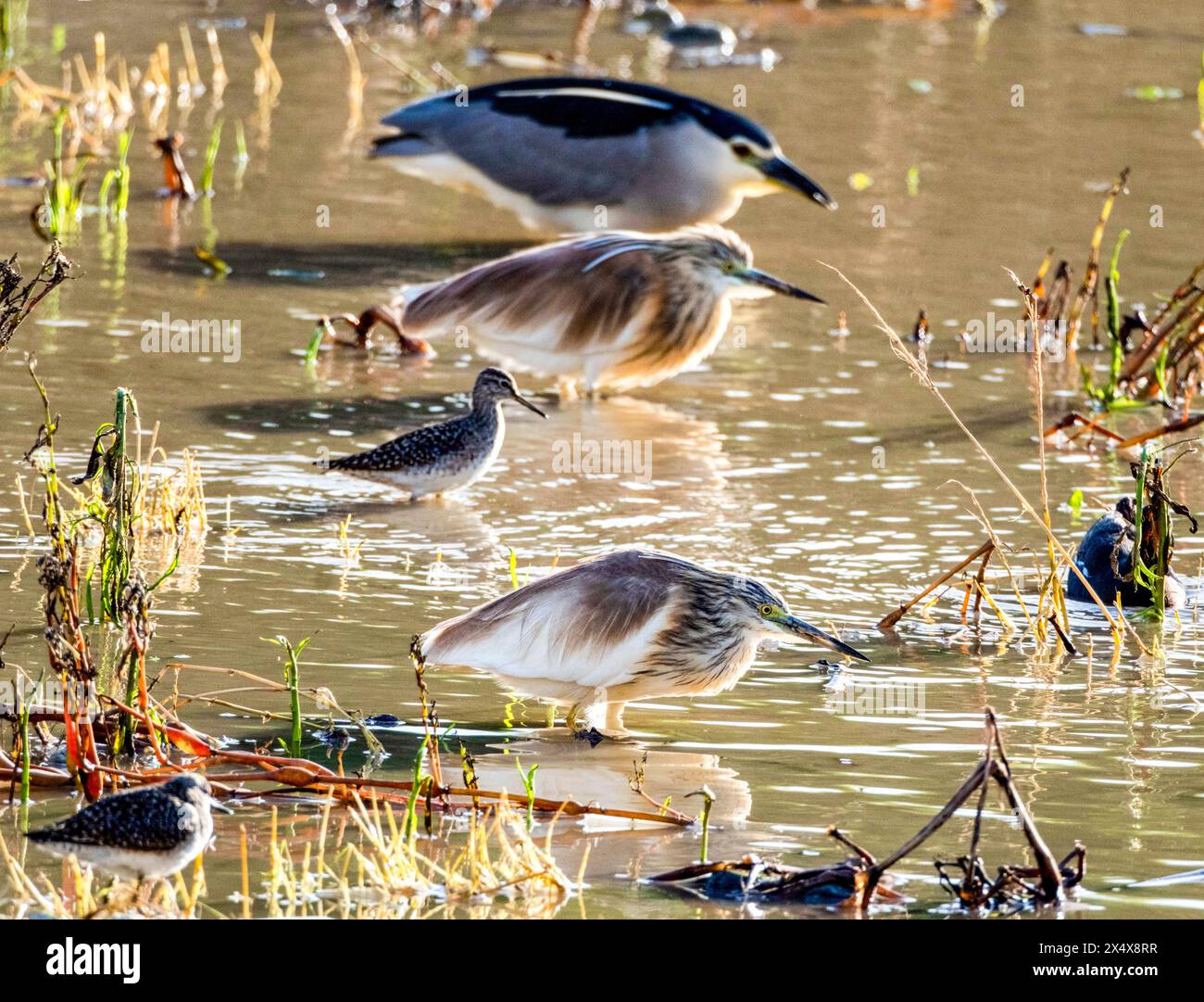 Squacco Reiher, Schwarzer gekrönter Nachtreiher und verschiedene Watvögel fressen in Agia Varvara, Paphos, Region, Zypern. Stockfoto
