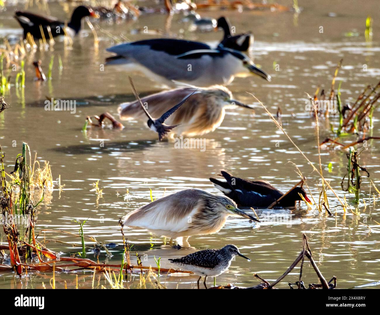Squacco Reiher, Schwarzer gekrönter Nachtreiher und verschiedene Watvögel fressen in Agia Varvara, Paphos, Region, Zypern. Stockfoto