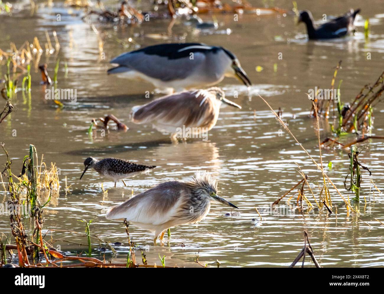 Squacco Reiher, Schwarzer gekrönter Nachtreiher und verschiedene Watvögel fressen in Agia Varvara, Paphos, Region, Zypern. Stockfoto