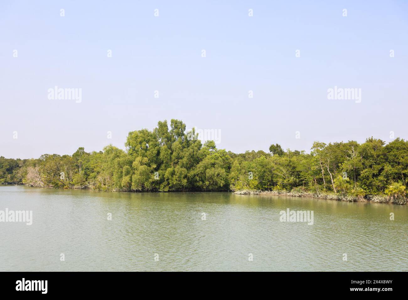 Der Sundarbans-Nationalpark ist ein großer Mangrovenwald an der Küste, der von Indien und Bangladesch geteilt wird. Stockfoto