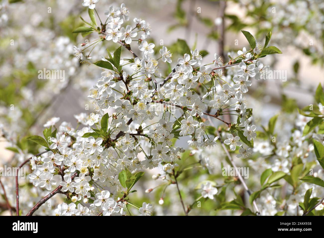Zweig weißer Kirschblüten Stockfoto