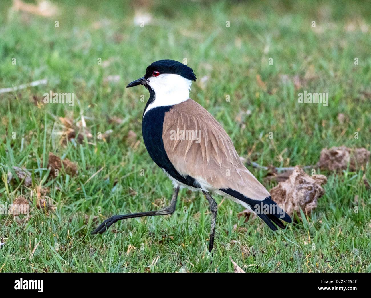 Der spurgeflügelte Lapwing (Vanellus spinosus) Akrotiri-Sumpfgebiet. Zypern Stockfoto