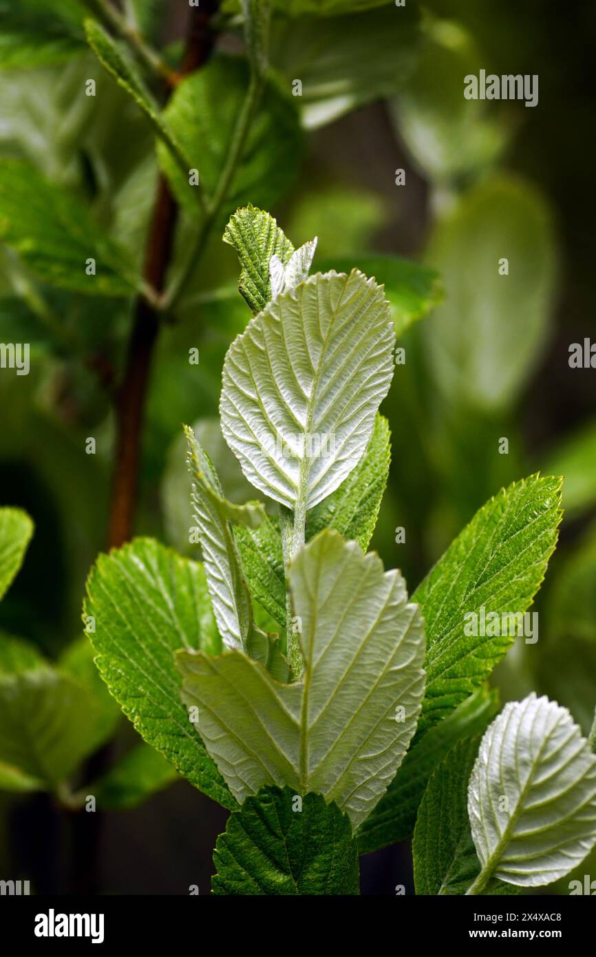Zweig von Aria rupicola aus nächster Nähe - frische Blätter auf dem Baum Stockfoto