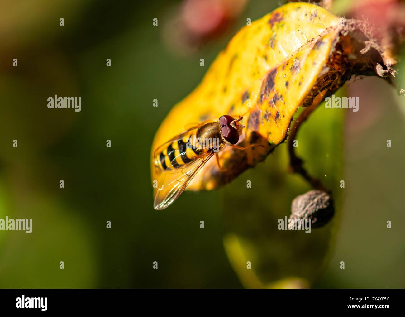 Eupeodes, die Afideater Fliegen, sind eine Gattung von mittelschweren Schwebefliegen aus der Familie Syrphidae. Habitat. Blumenflecken in Feldern, Straßenrändern, Garten Stockfoto