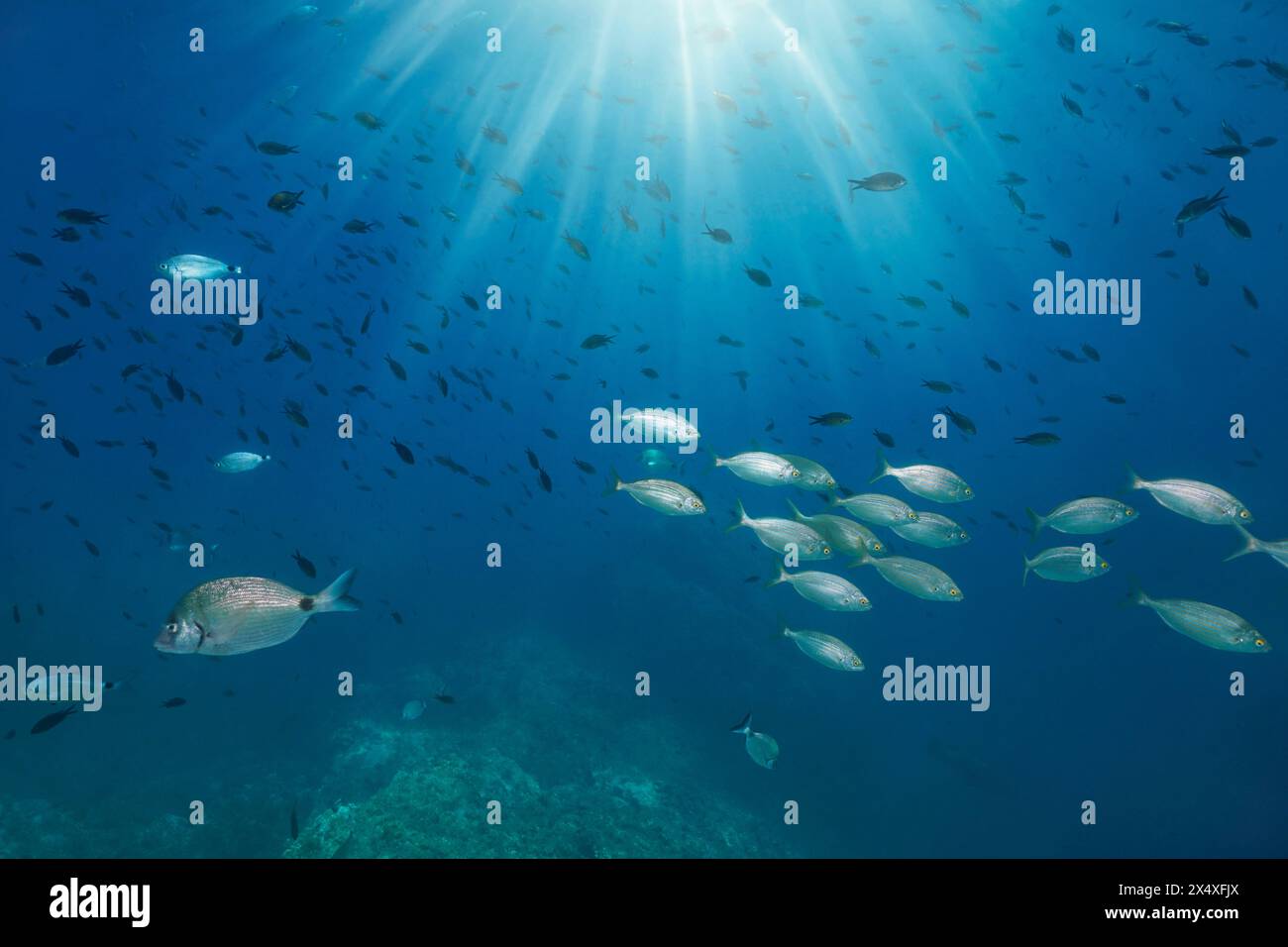 Fischschwärme mit Sonnenlicht unter Wasser im blauen Wasser des Mittelmeers (Meerbrasse und Jungfische), Spanien, Katalonien, Cap de Creus Stockfoto
