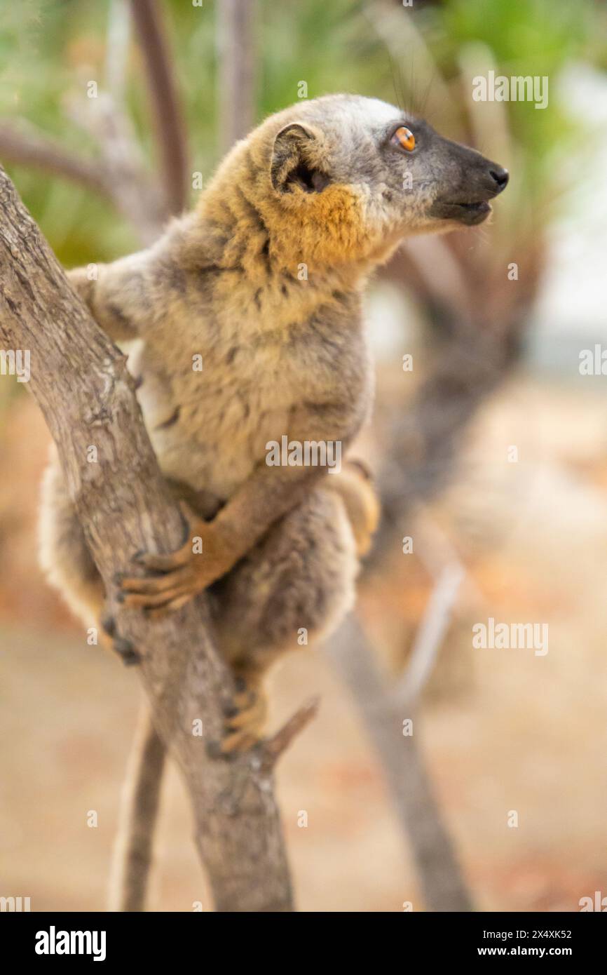 Niedlicher gemeiner brauner Lemur (Eulemur fulvus) mit orangefarbenen Augen. Gefährdetes Endemietier auf Baumstämmen in natürlichem Lebensraum, Reserve Kimony. Exotisches Madagaskar Stockfoto