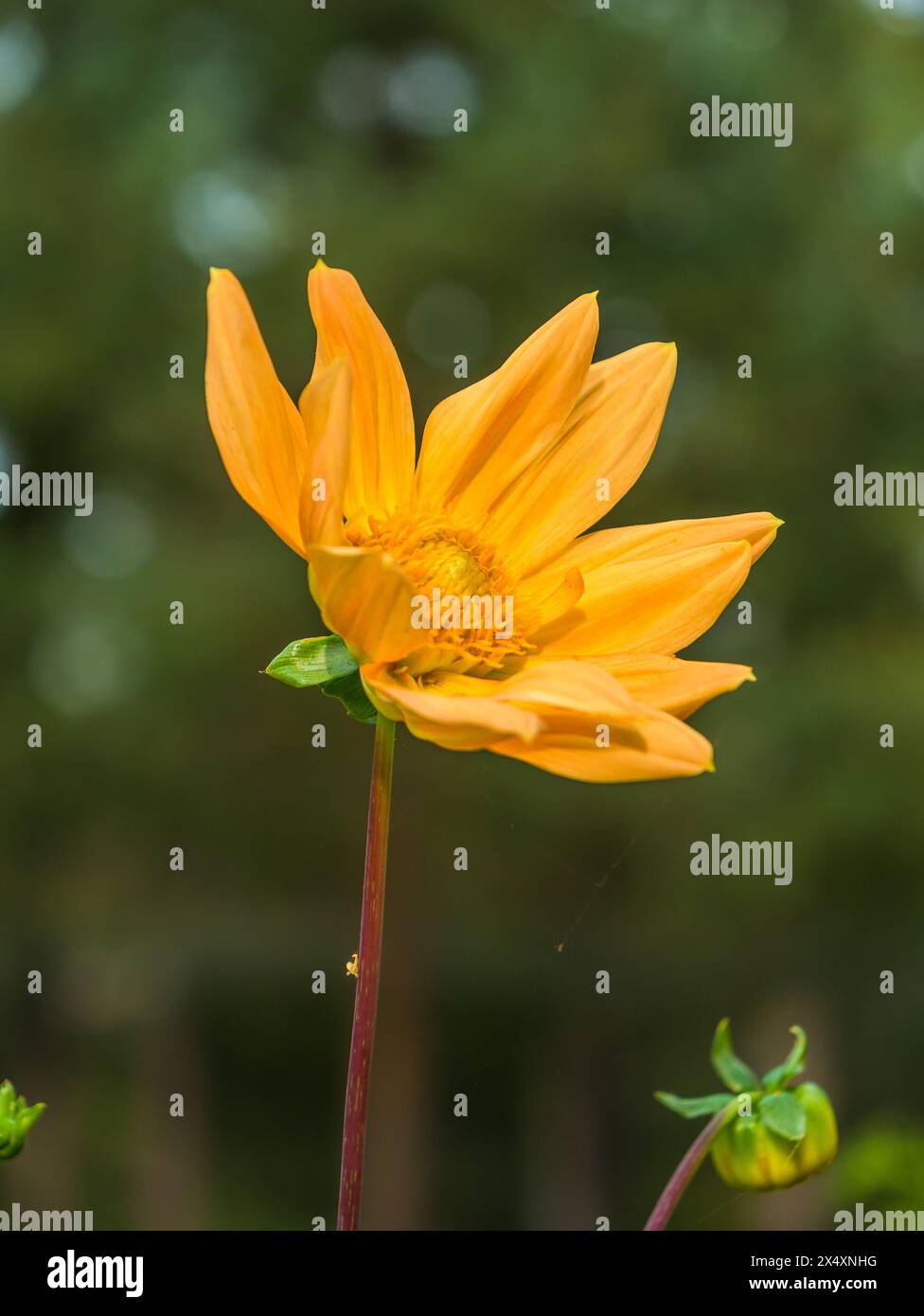 Schöne gelbe Dahlia blüht vor grünem Hintergrund. Stockfoto