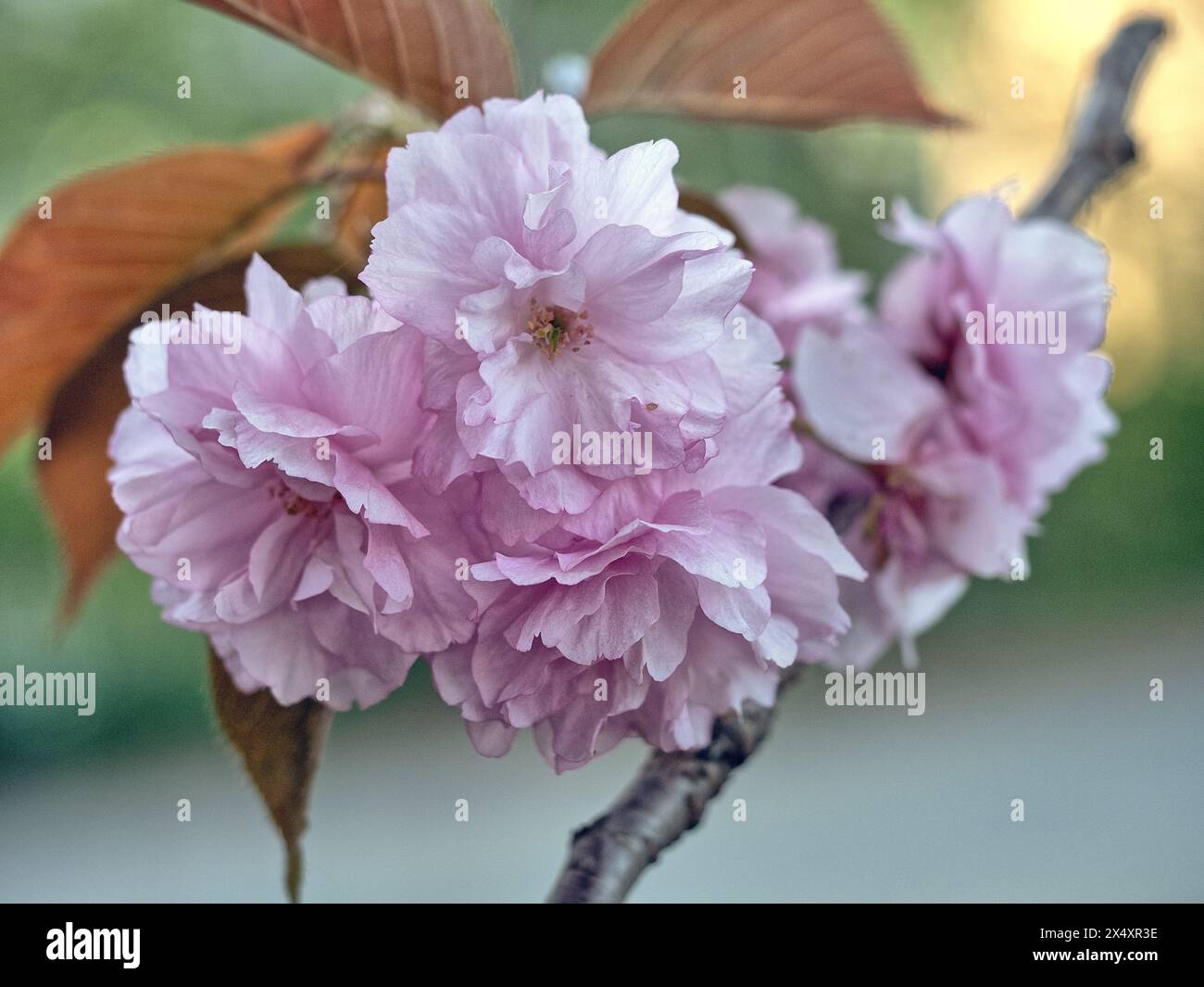 Central Park im späten Frühling mit blühenden Kirschbäumen, frühmorgens Stockfoto