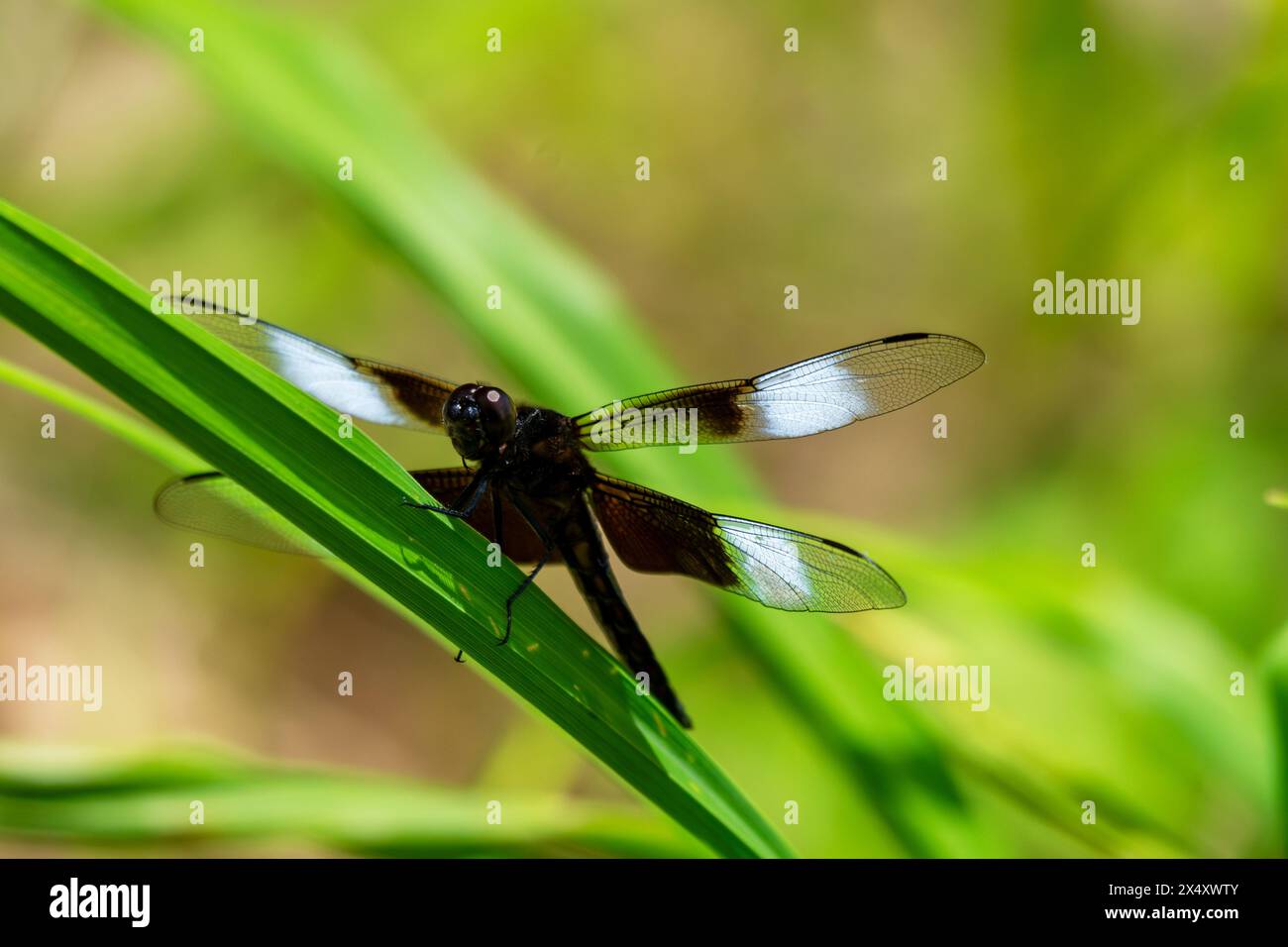 Eine unreife männliche Witwe Skimmer Libelle sitzt leicht auf Schilf neben einem See in Wisconsin. Stockfoto