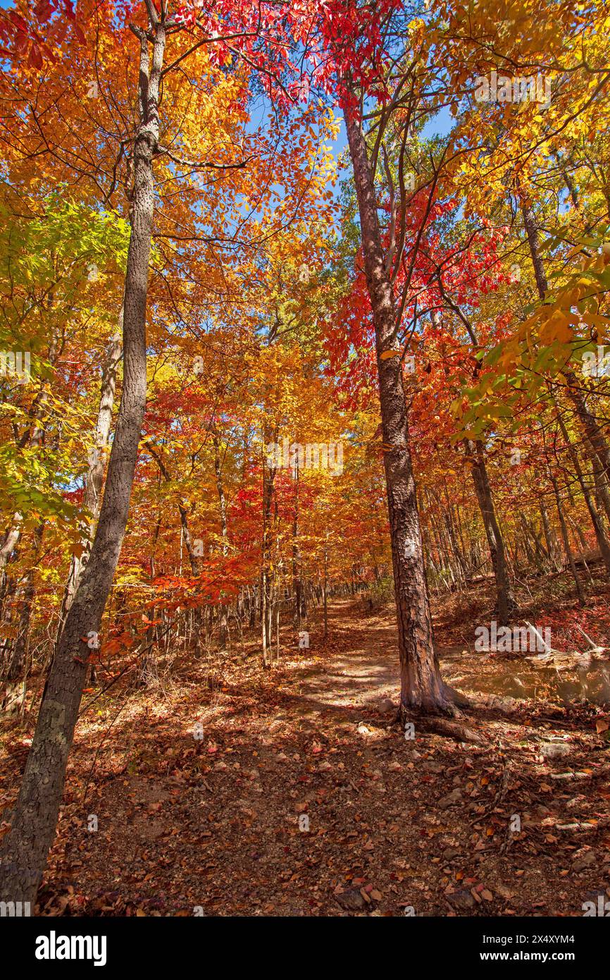 Brillante Farben auf einer Herbstwaldwanderung entlang des Blue Ridge Parkway in Virginia Stockfoto