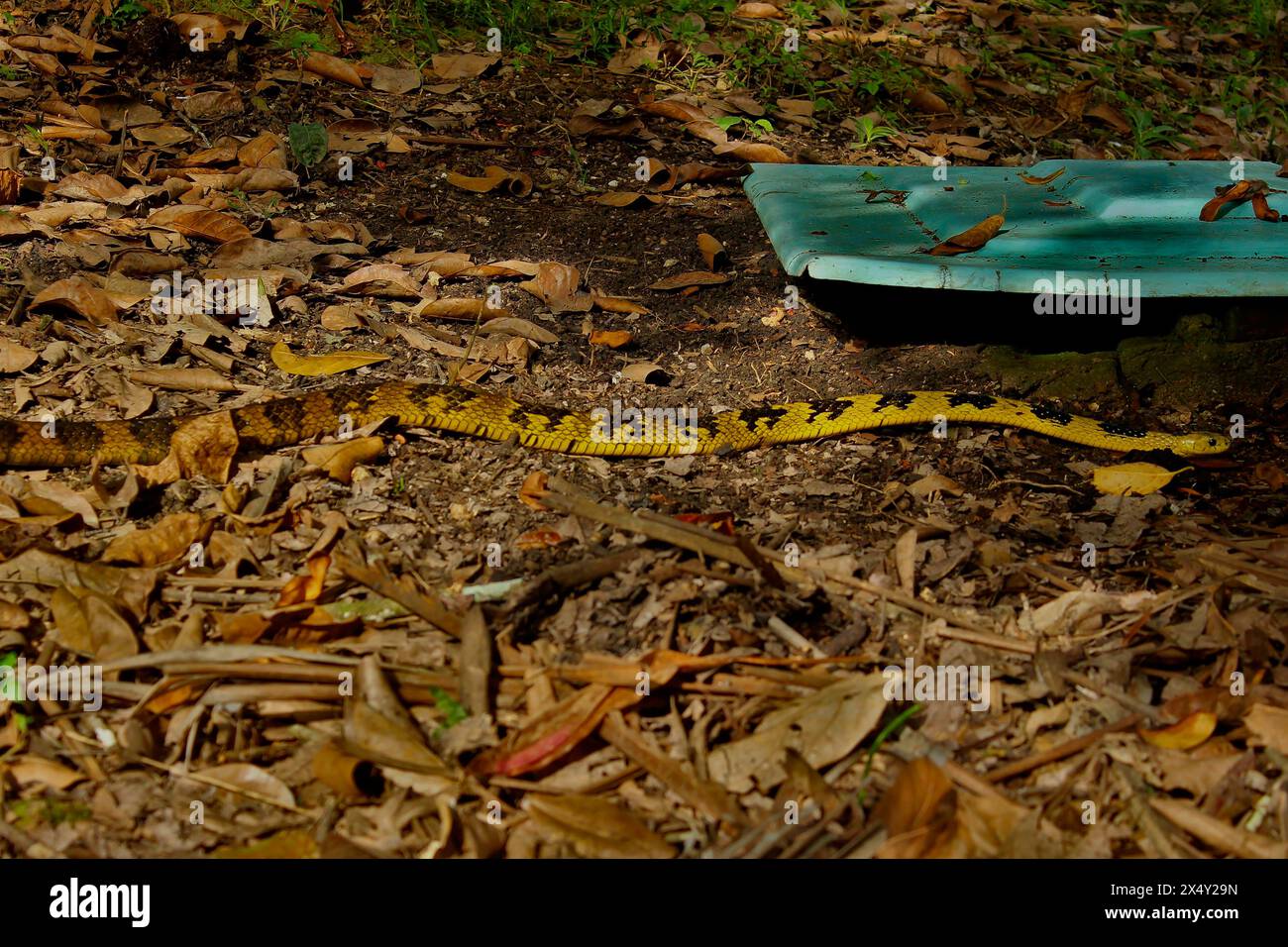 Schlange Spilotes Pullatus, eine Schlange aus der Familie Colubridae, bekannt als Caninana Snake. Farbe Gelb und Schwarz. Kriechen auf dem Boden der Erde und Blätter Stockfoto