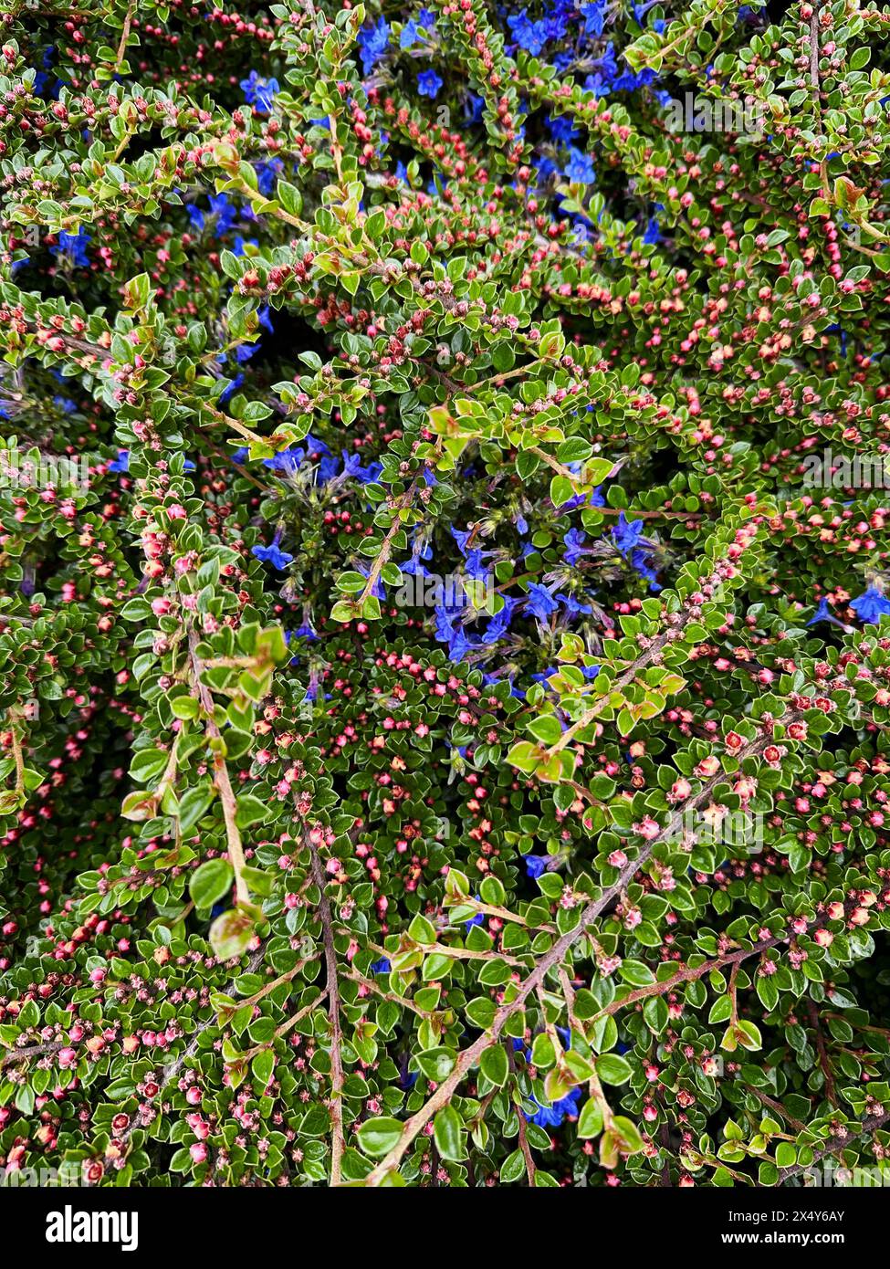 Wand-Cotoneaster wächst zusammen mit kriechendem Gromwell, Nahaufnahme. Stockfoto