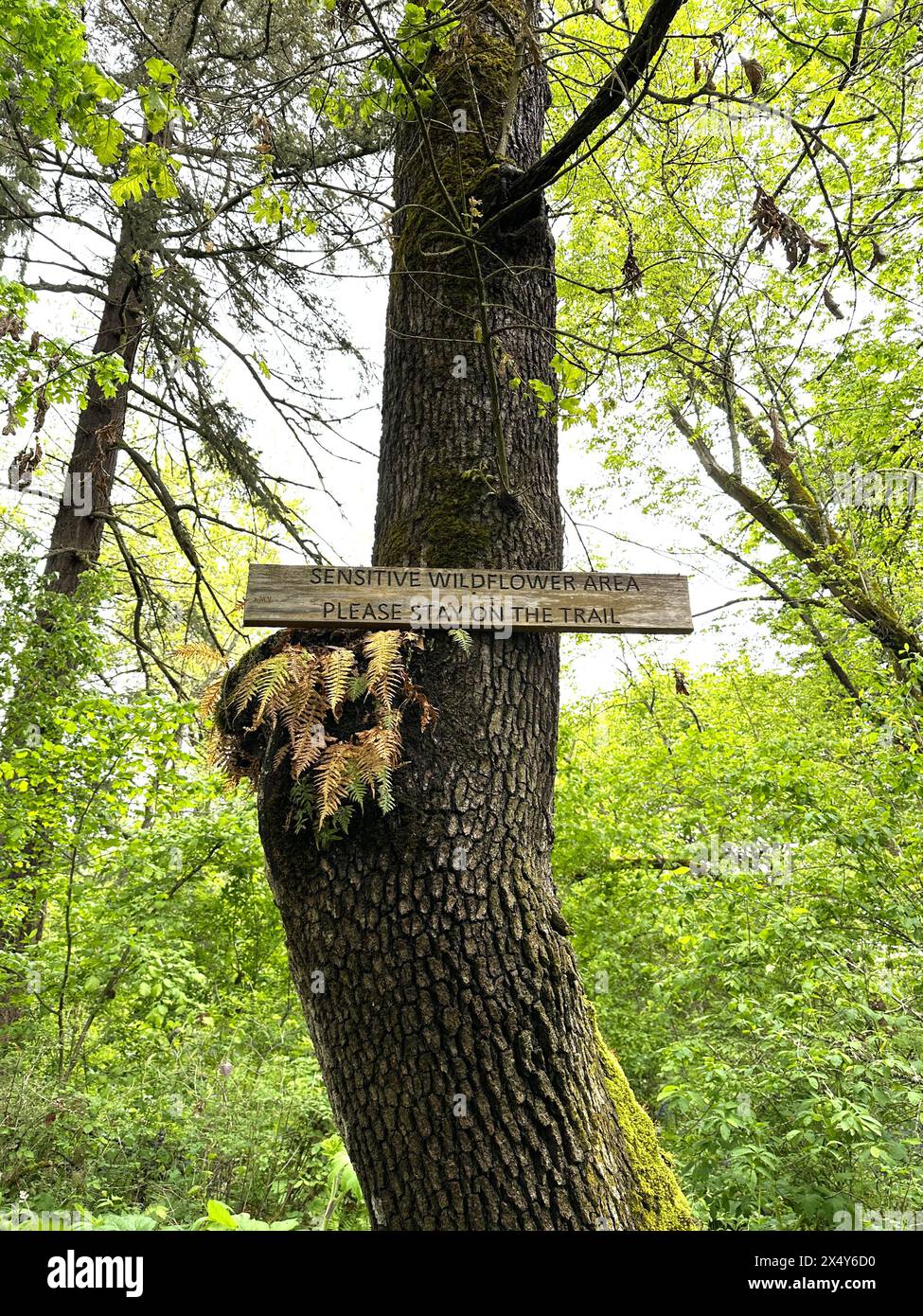 Ein Schild auf einem Baum mit der Aufschrift „Sensitive Wildflower area, Please stay on Trail“ in einem Wald in Eugene, Oregon. Stockfoto