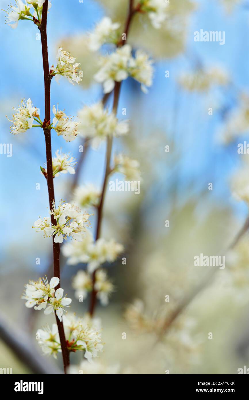 Kirschpflaumenstiele und Blüten Stockfoto