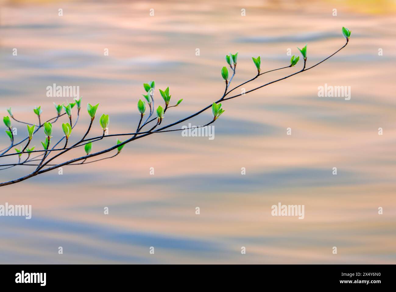 DOGWOOD AM MERCED RIVER DOGWOOD BEND YOSEMITE NATIONAL PARK CALIFORNIA USA Stockfoto