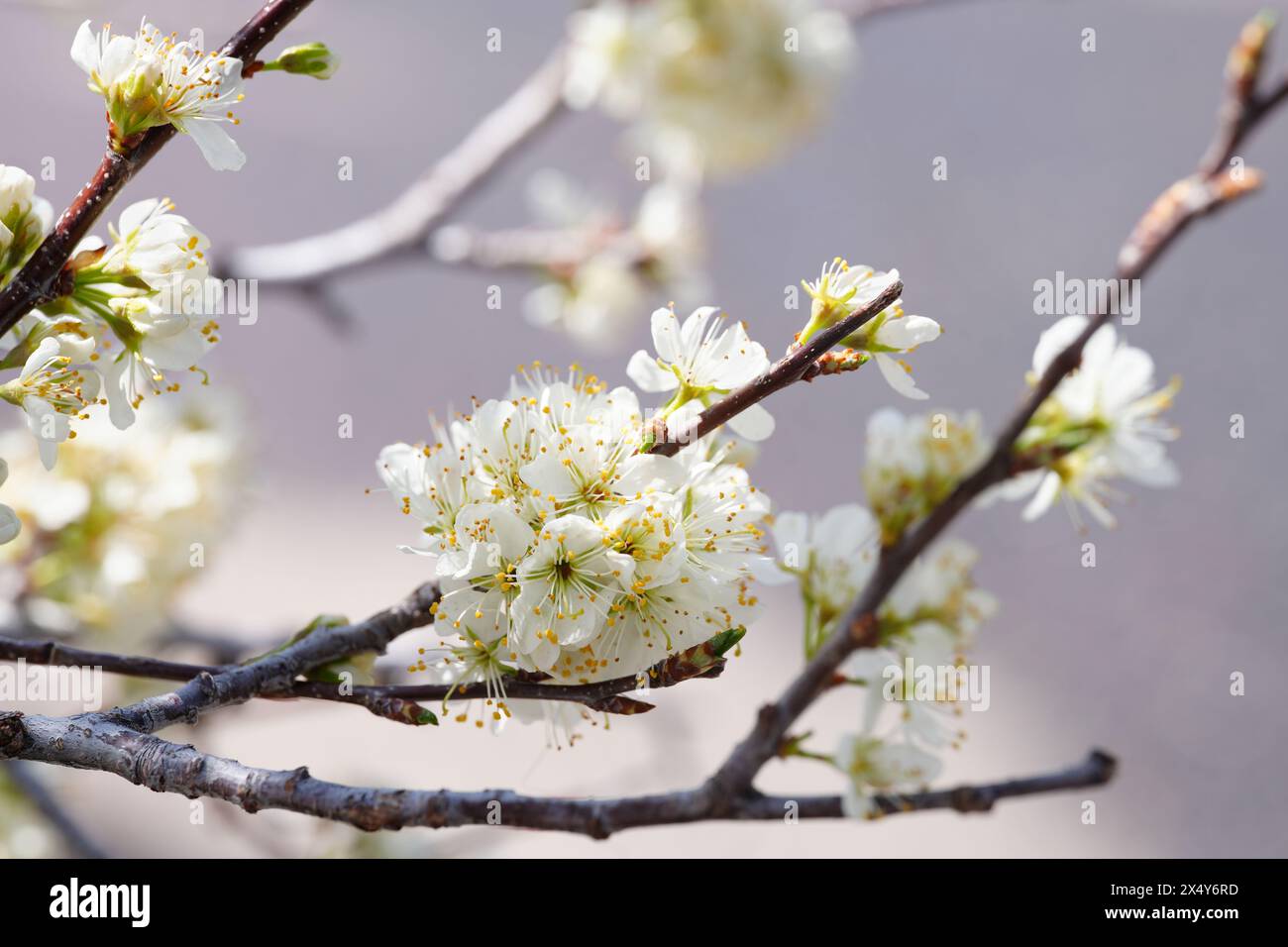 Kirschpflaumenstiele mit Blüten - Nahaufnahme Stockfoto