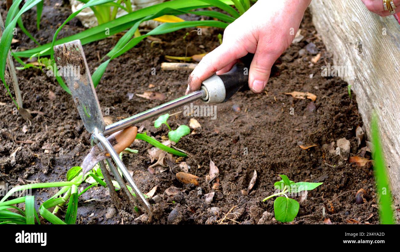 Pflanzung von Gartensamen in Hochbeeten mit der Hand auf kleiner Schaufel. Stockfoto